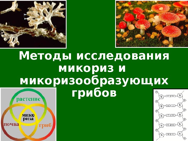 Методы исследования микориз и микоризообразующих грибов 