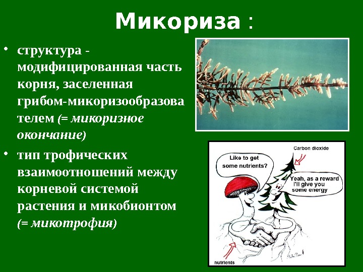 Микориза  :  • структура - модифицированная часть корня, заселенная грибом- ми коризообразова телем (=