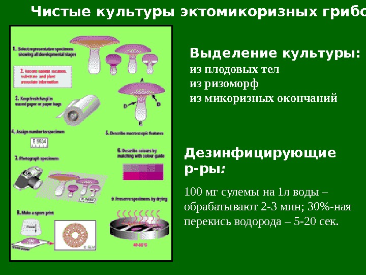 Чистые культуры эктомикоризных грибов Д езинфицирующие р-ры : 100 мг сулемы на 1 л воды –