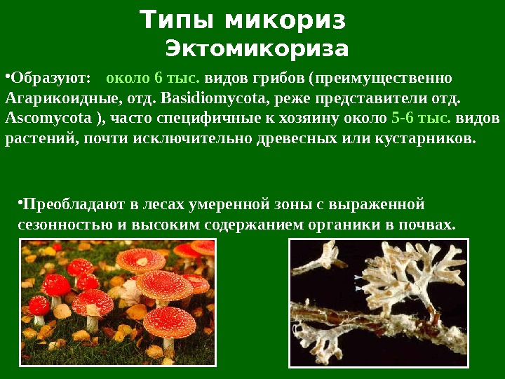 Типы микориз Эктомикориза • Образуют:  около 6 тыс.  видов грибов (преимущественно Агарикоидные , 