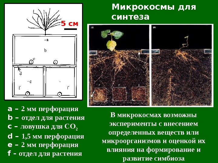Микрокосмы для синтеза  эктомикоризы5 см а – 2 мм перфорация b – отдел для растения