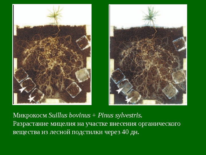 Микрокосм Suillus bovinus + Pinus sylvestris. Разрастание мицелия на участке внесения органического вещества из лесной подстилки