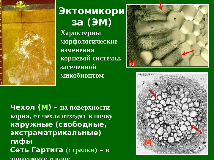 Эктомикори за ( ЭМ) Характерны морфологические изменения корневой системы,  заселенной микобионтом Чехол ( М )