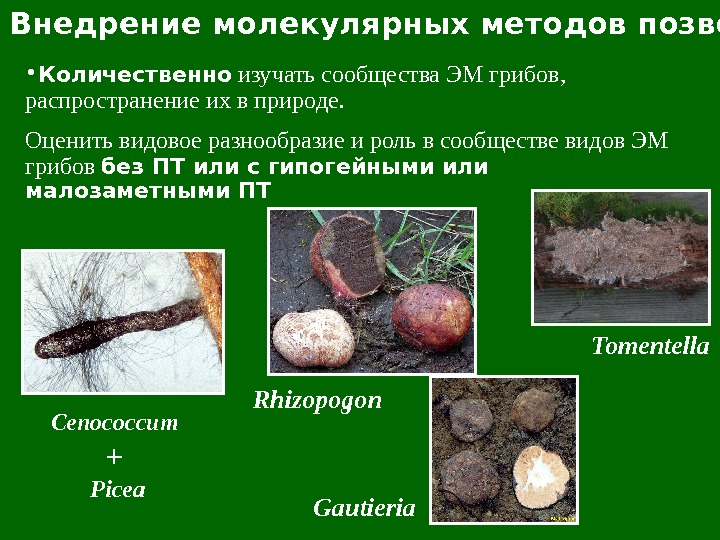  • Количественно  изучать сообщества ЭМ грибов,  распространение их в природе. Оценить видовое разнообразие