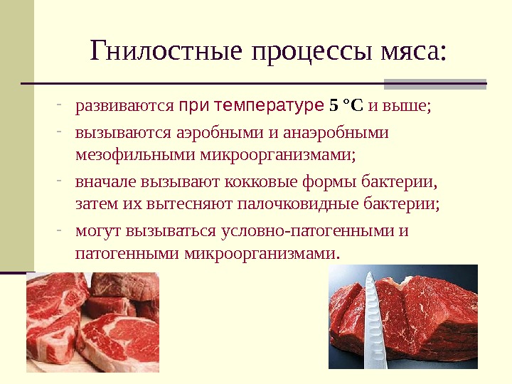 Гнилостные процессы мяса: - развиваются при температуре  5  ° С и выше; - вызываются