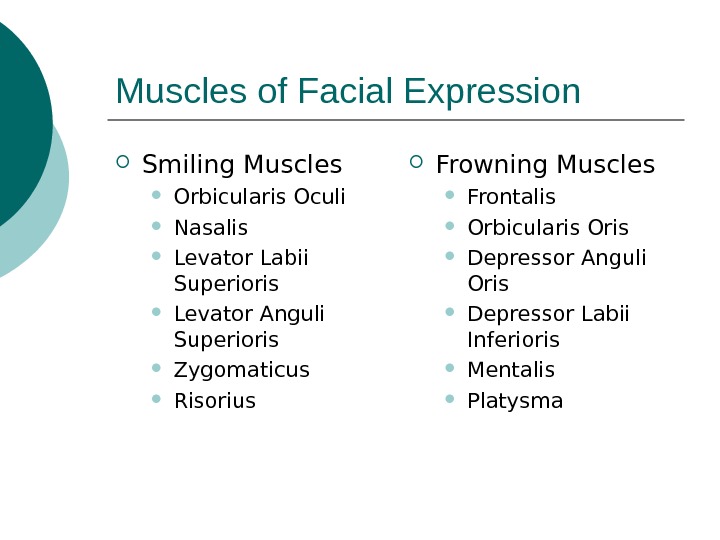 Muscles of Facial Expression Smiling Muscles Orbicularis Oculi Nasalis Levator Labii Superioris Levator Anguli Superioris Zygomaticus