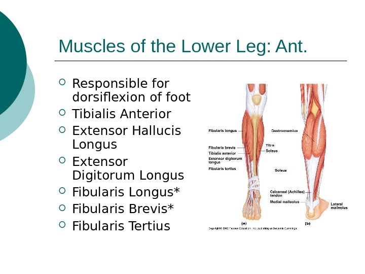 Muscles of the Lower Leg: Ant.  Responsible for dorsiflexion of foot Tibialis Anterior Extensor Hallucis