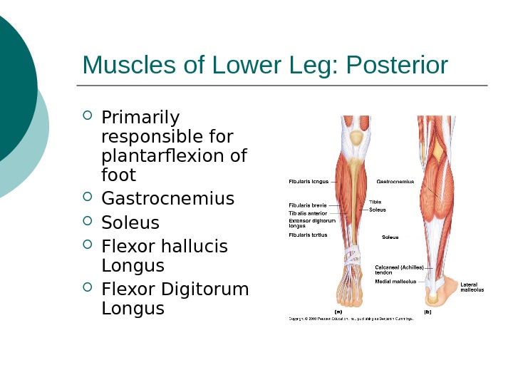 Muscles of Lower Leg: Posterior Primarily responsible for plantarflexion of foot Gastrocnemius Soleus Flexor hallucis Longus