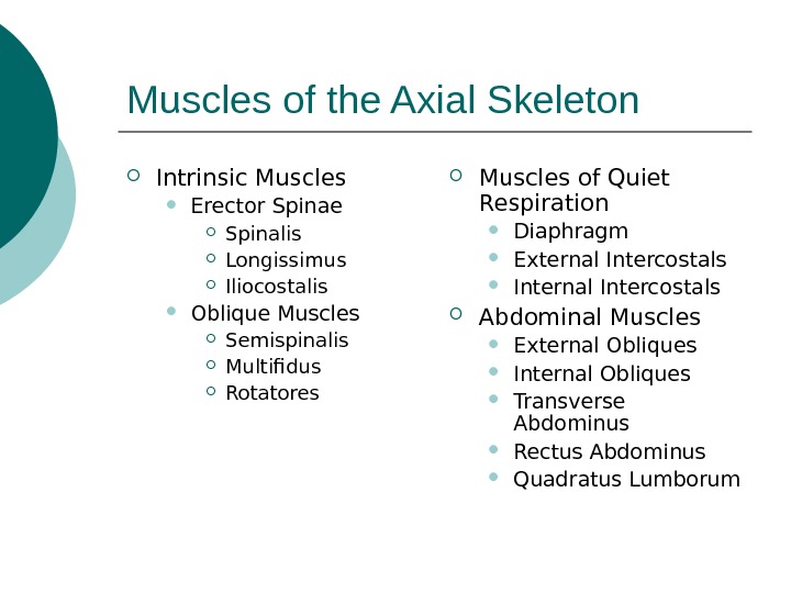 Muscles of the Axial Skeleton Intrinsic Muscles Erector Spinae Spinalis Longissimus Iliocostalis Oblique Muscles Semispinalis Multifidus