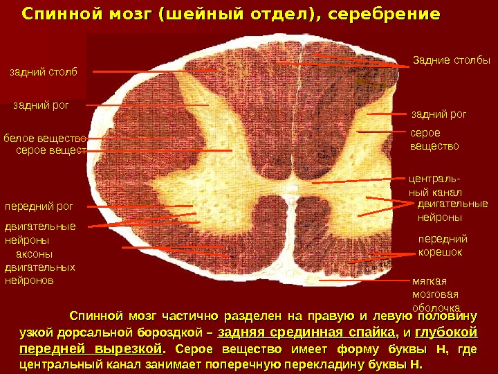 Спинной мозг (шейный отдел), серебрение Спинной мозг частично разделен на правую и левую половину узкой дорсальной