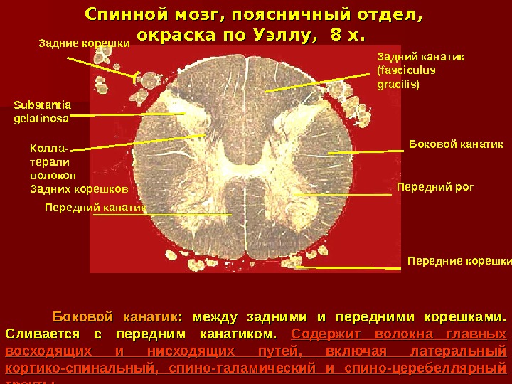 Спинной мозг, поясничный отдел,  окраска по Уэллу,  8 x.     Боковой