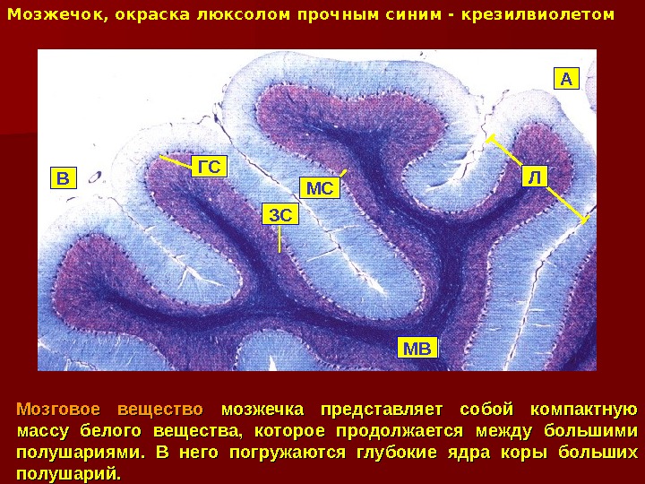 Мозжечок, окраска люксолом прочным синим - крезилвиолетом Мозговое вещество мозжечка представляет собой компактную массу белого вещества,
