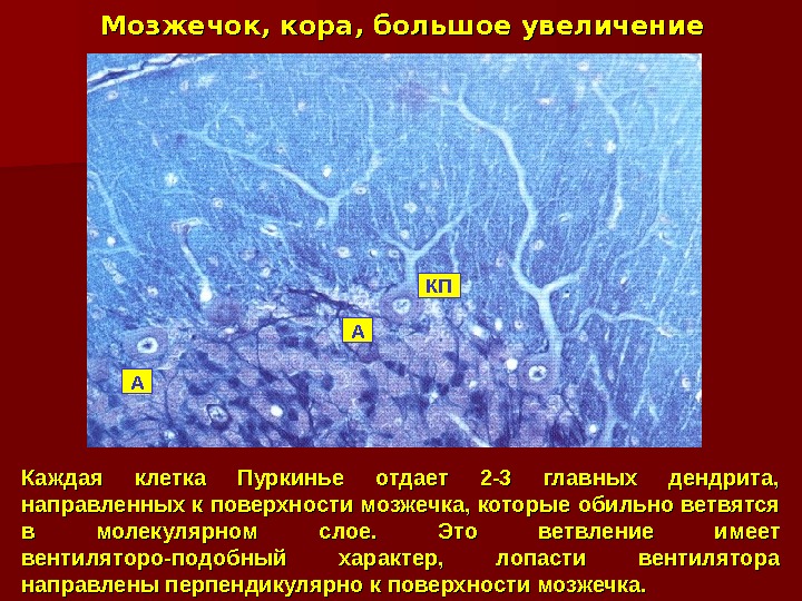 Каждая клетка Пуркинье отдает 2 -3 главных дендрита,  направленных к поверхности мозжечка, которые обильно ветвятся