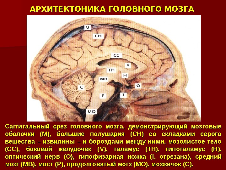 АРХИТЕКТОНИКА ГОЛОВНОГО МОЗГА Саггитальный срез головного мозга,  демонстрирующий мозговые оболочки (М),  большие полушария (СН)