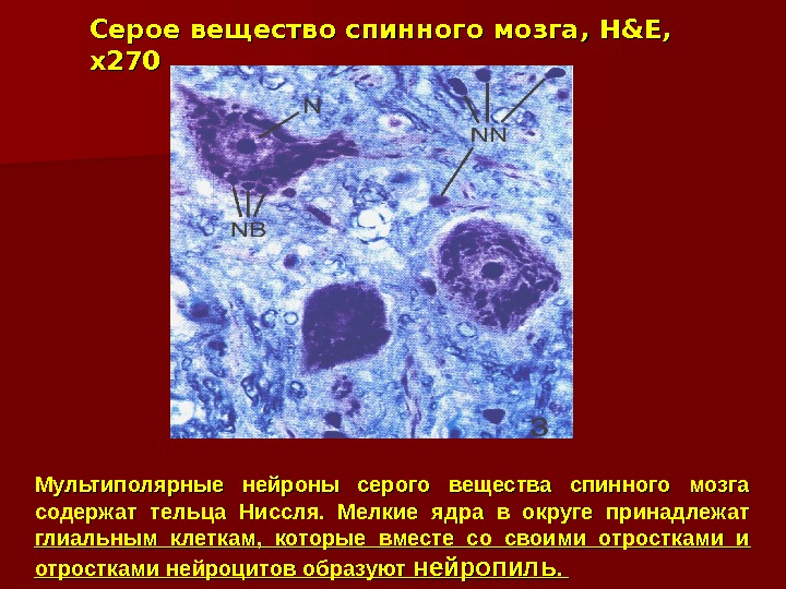 Серое вещество спинного мозга , H&E,  x 270 Мультиполярные нейроны серого вещества спинного мозга содержат