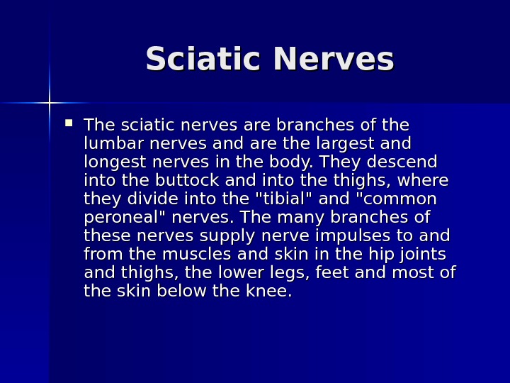   Sciatic Nerves The sciatic nerves are branches of the lumbar nerves and are the