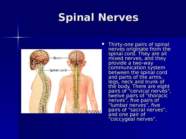   Spinal Nerves Thirty-one pairs of spinal nerves originate from the spinal cord. They are