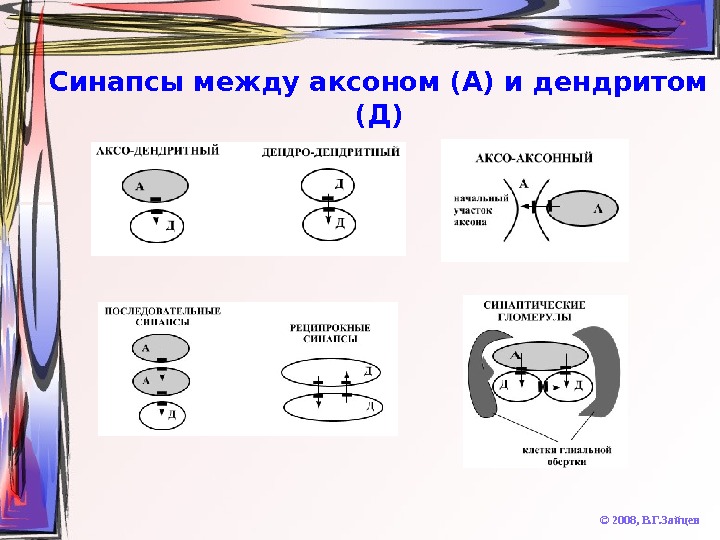   Синапсы между аксоном (А) и дендритом (Д) © 2008,  В. Г. Зайцев 