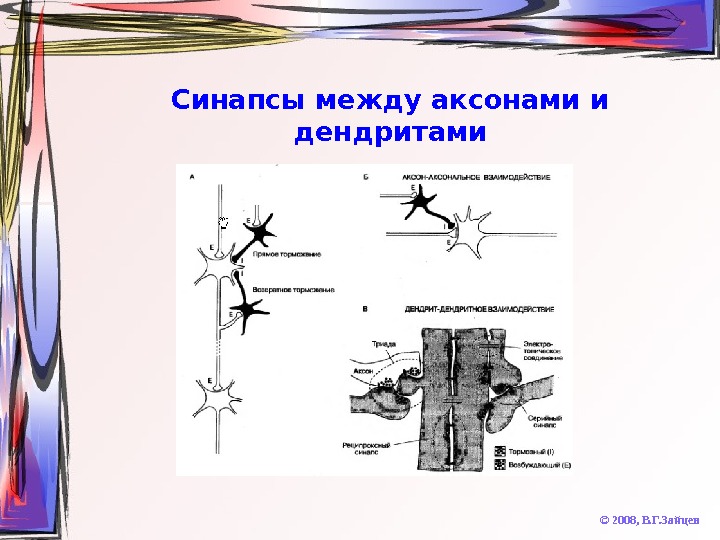   Синапсы между аксонами и дендритами © 2008,  В. Г. Зайцев 