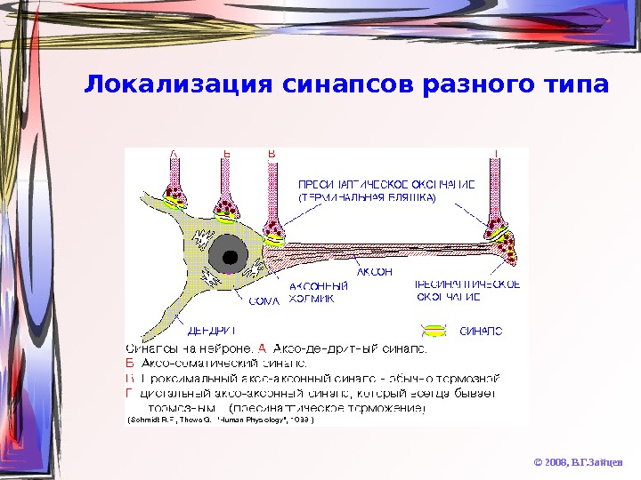   Локализация синапсов разного типа © 2008,  В. Г. Зайцев 