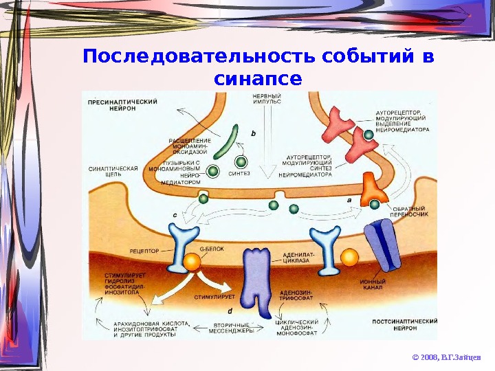  Последовательность событий в синапсе © 2008,  В. Г. Зайцев 