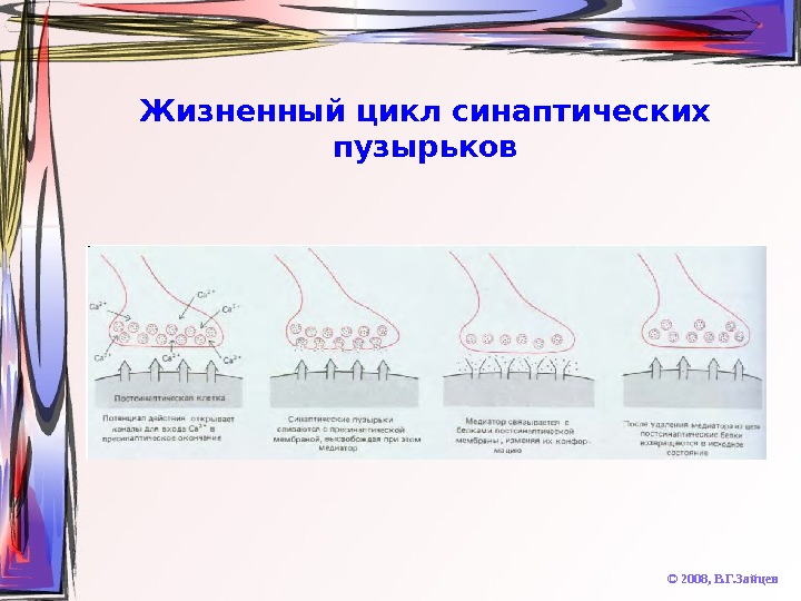   Жизненный цикл синаптических пузырьков © 2008,  В. Г. Зайцев 