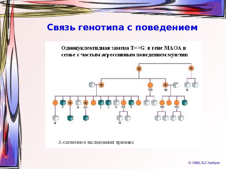   Связь генотипа с поведением © 2008,  В. Г. Зайцев 