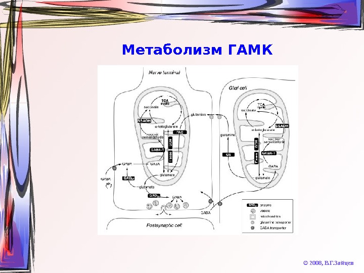   Метаболизм ГАМК © 2008,  В. Г. Зайцев 