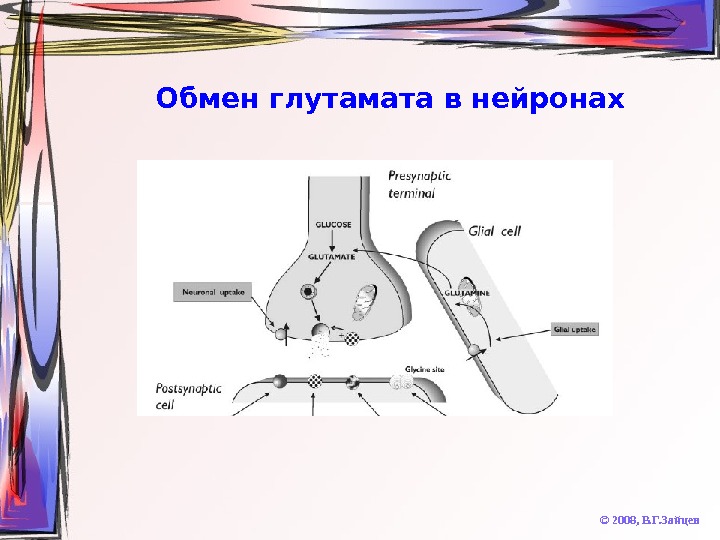   Обмен глутамата в нейронах © 2008,  В. Г. Зайцев 
