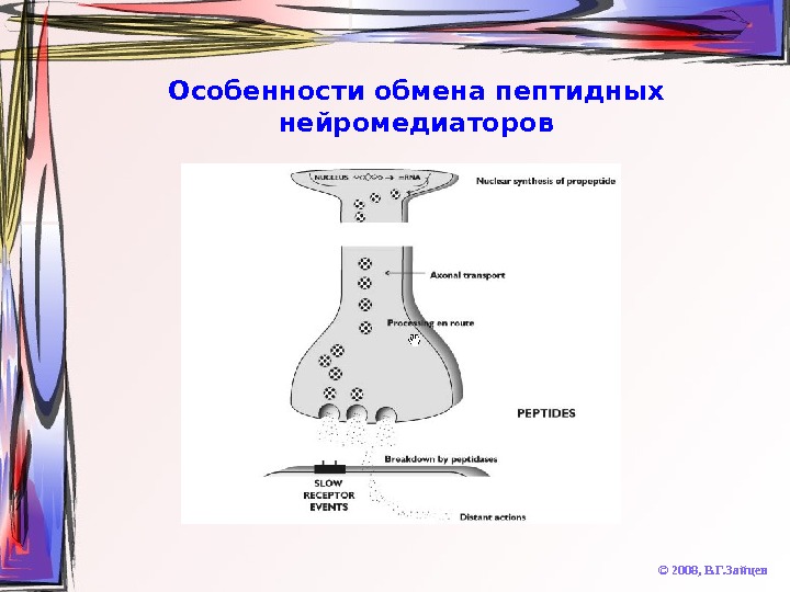   Особенности обмена пептидных нейромедиаторов © 2008,  В. Г. Зайцев 