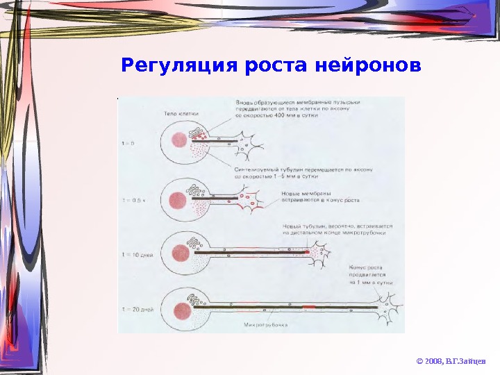   Регуляция роста нейронов © 2008,  В. Г. Зайцев 