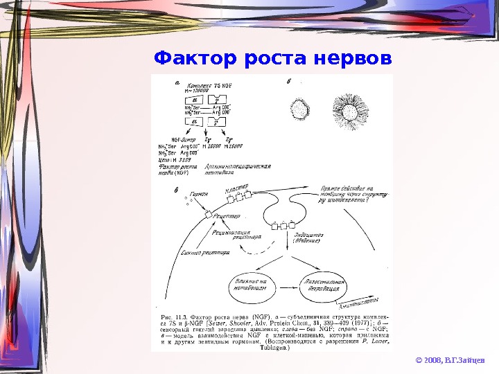   Фактор роста нервов © 2008,  В. Г. Зайцев 