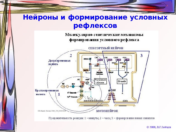   Нейроны и формирование условных рефлексов © 2008,  В. Г. Зайцев 