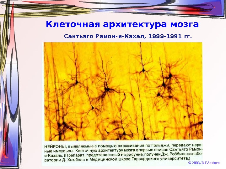   Клеточная архитектура мозга © 2008,  В. Г. Зайцев. Сантьяго Рамон-и-Кахал, 1888 -1891 гг.