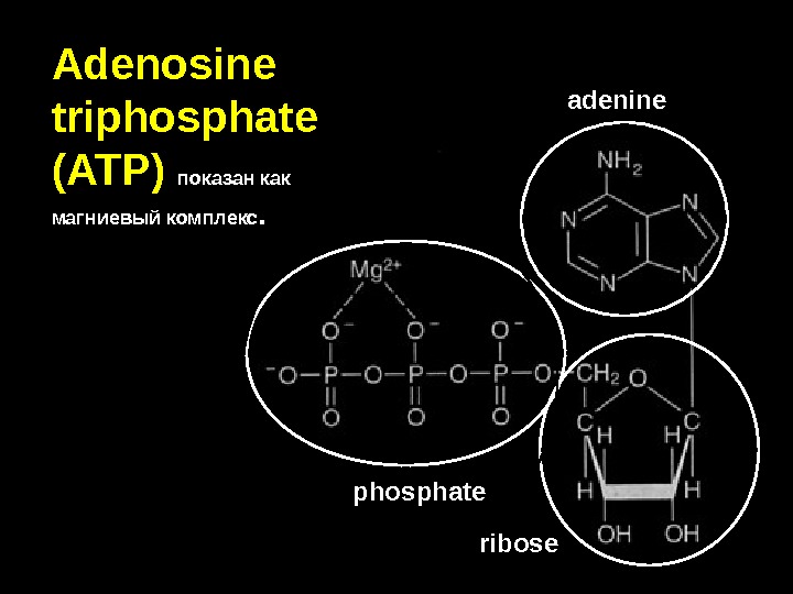Adenosine triphosphate (ATP)  показан как магниевый комплекс.   adenine ribosephosphate 