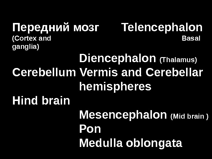 Передний мозг Telencephalon (Cortex and Basal ganglia)  Diencephalon (Thalamus) Cerebellum Vermis and Cerebellar  hemispheres
