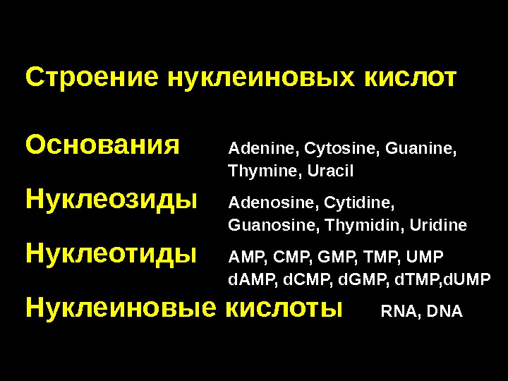Строение нуклеиновых кислот Основания  Adenine, Cytosine, Guanine,  Thymine, Uracil Нуклеозиды Adenosine, Cytidine,  Guanosine,