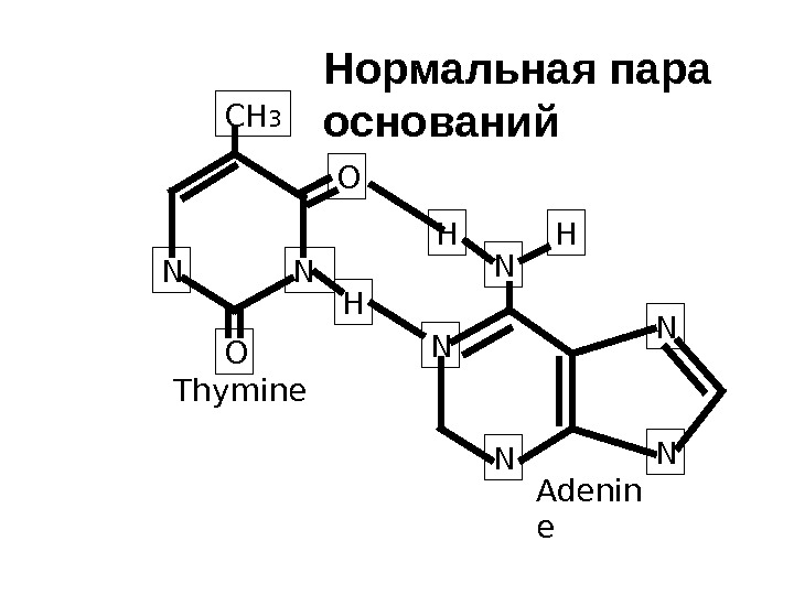 N NCH 3 O O H N NNH H N NThymine Adenin e. Нормальная пара оснований