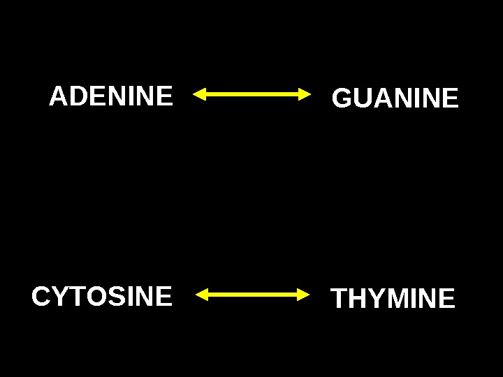 PURINES ADENINE GUANINE CYTOSINE THYMINEPYRIMIDINE 