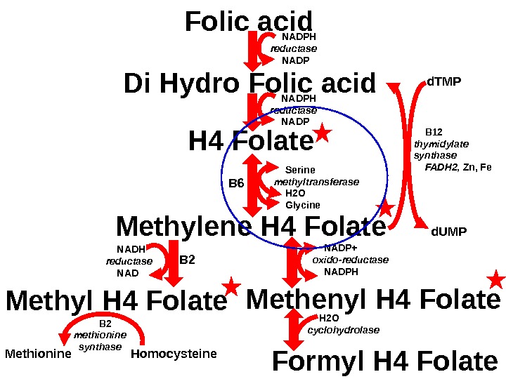 Folic acid Methylene H 4 Folate Methenyl H 4 Folate. Di Hydro Folic acid H 4