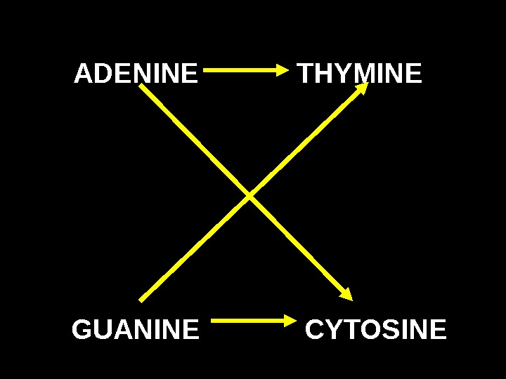  ADENINE  THYMINE   GUANINE CYTOSINE 