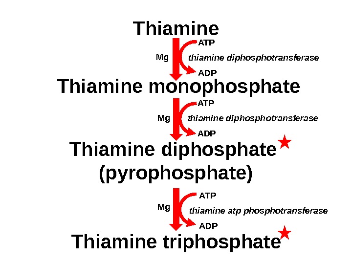 Thiamine monophosphate Thiamine diphosphate  (pyrophosphate) Thiamine triphosphate ATP thiamine diphosphotransferase ADP ATP thiamine atp phosphotransferase