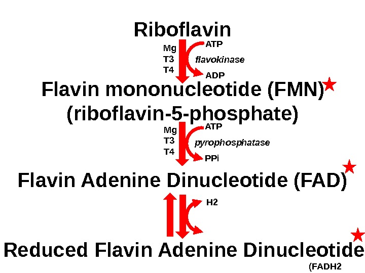 Riboflavin Flavin mononucleotide (FMN) (riboflavin-5 -phosphate) Flavin Adenine Dinucleotide (FAD) Reduced Flavin Adenine Dinucleotide ATP flavokinase