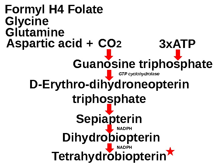 Guanosine triphosphate. Formyl H 4 Folate Glutamine Aspartic acid +Glycine CO 2 D-Erythro-dihydroneopterin triphosphate Sepiapterin Dihydrobiopterin