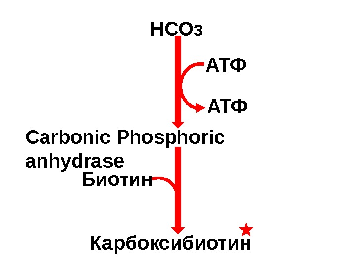 HCO 3 АТФ Carbonic Phosphoric anhydrase Биотин Карбоксибиотин 