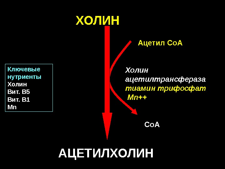 ХОЛИН АЦЕТИЛХОЛИН  Ацетил Co. A Холин ацетилтрансфераза  тиамин трифосфат   Mn++  Co.