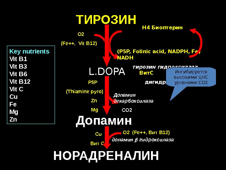 НОРАДРЕНАЛИН ТИРОЗИН L. DOPA Допамин   H 4 Биоптерин      