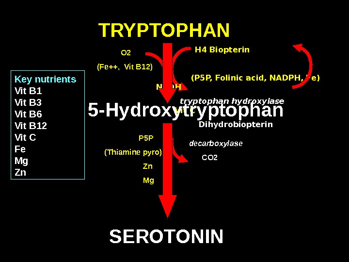 TRYPTOPHAN SEROTONIN   H 4 Biopterin        (P 5