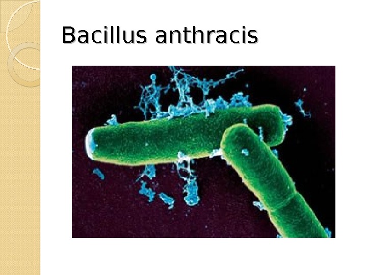 Bacillus anthracis  