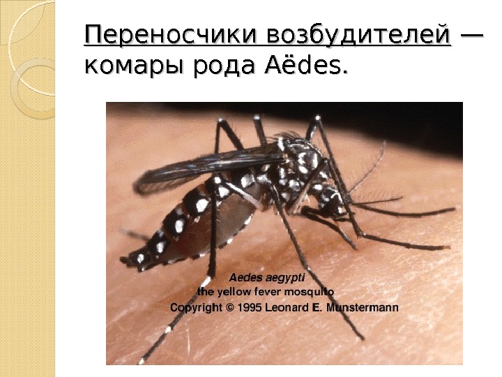 Переносчики возбудителей — — комары рода Aёdes. 